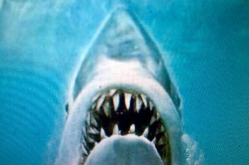 A shark with its mouth open, displaying sharp teeth. 2