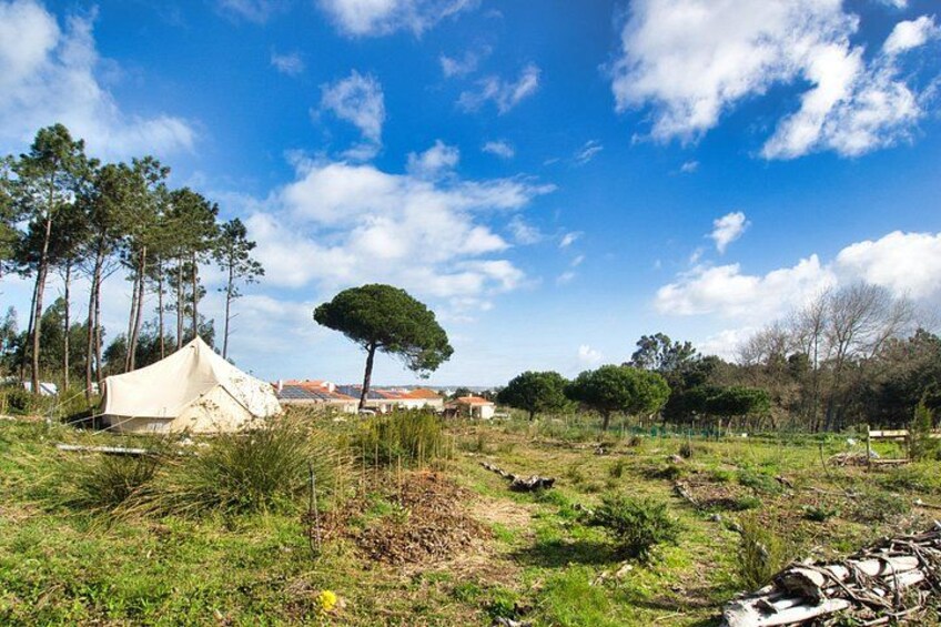 Music Together: Family Summer Sessions under the Bell Tent 2