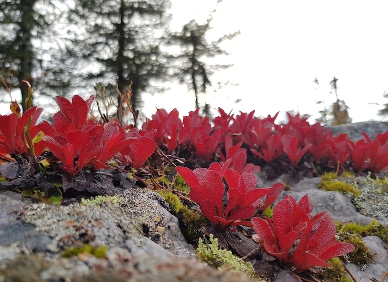 Hiking in Riisitunturi National Park 1