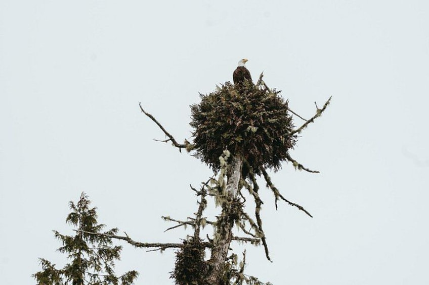 A bald eagle perched atop a nest in a tree. 3