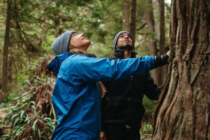 Two people in a forest, one reaching up to touch a tree. 4