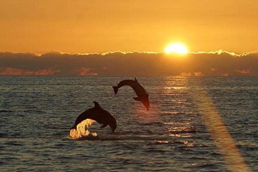 Dolphins jumping out of the water at sunset. 1