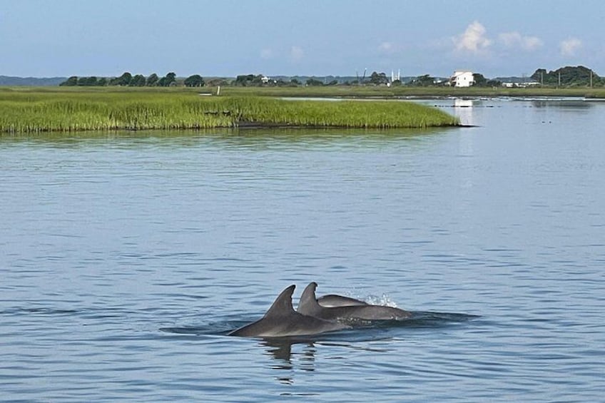 Two dolphins swimming in a calm body of water with a grassy shoreline and distant buildings in the background. 5