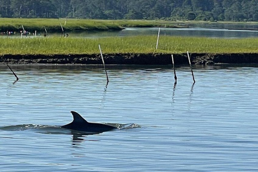 A dolphin swimming in a calm body of water with grassy banks and reeds in the background. 4