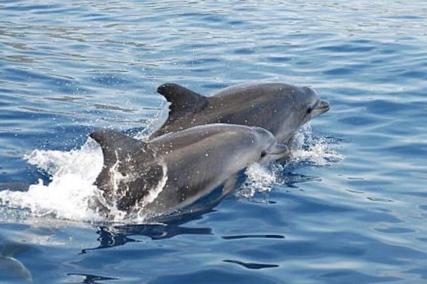 Two dolphins swimming in the ocean. 2