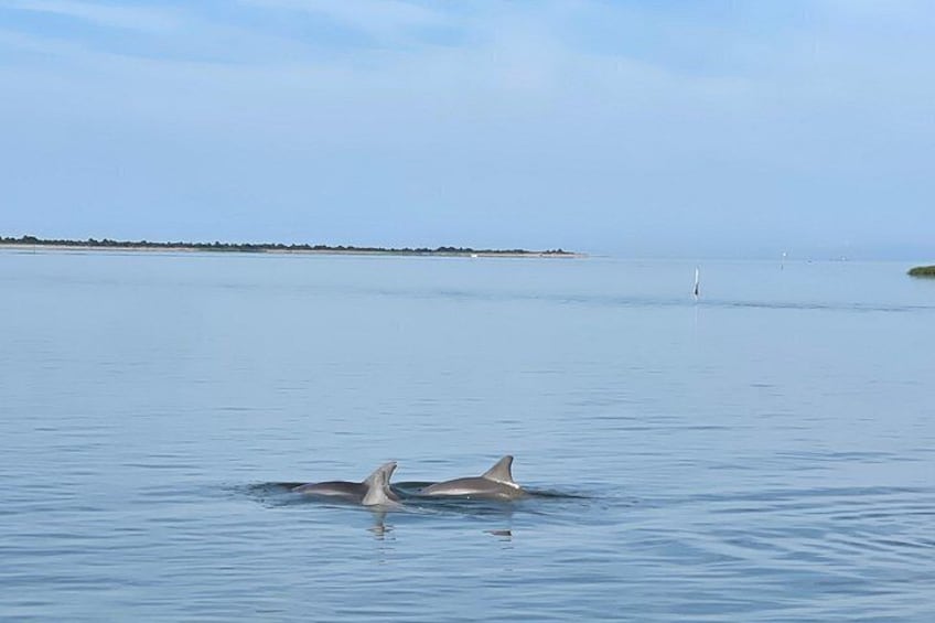 A calm body of water with two dolphins swimming. 3