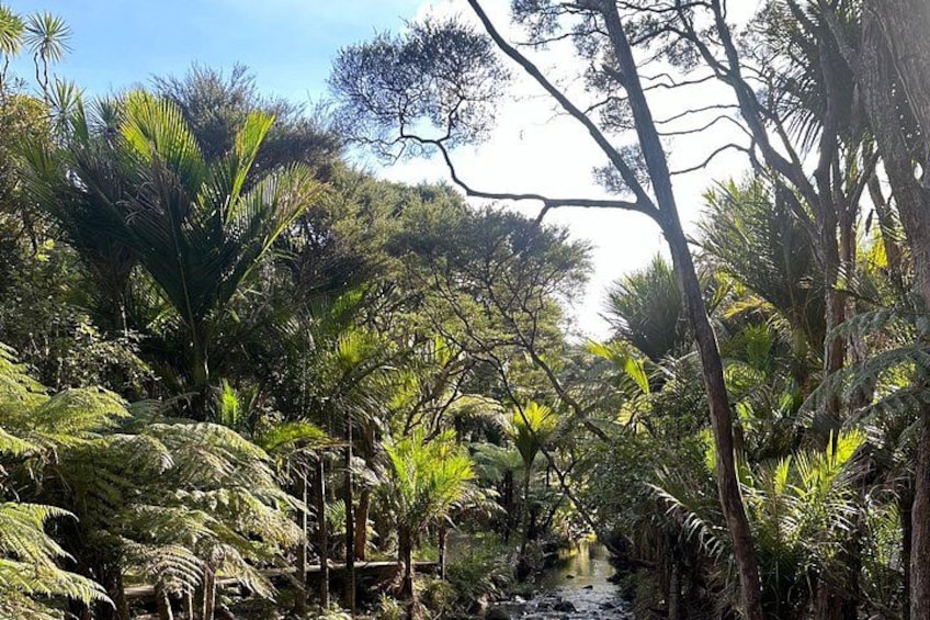 A lush tropical forest with dense vegetation, a small stream, and a wooden bridge. 3