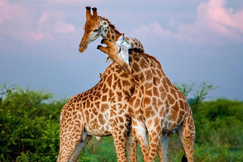 Twee giraffen staan dicht bij elkaar in een grasveld, met bomen op de achtergrond. 2