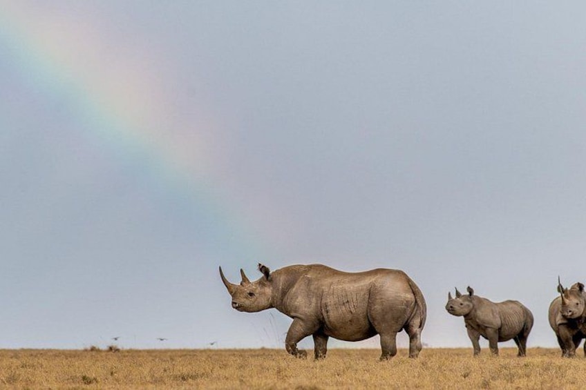Drie neushoorns op een grasvlakte met een regenboog aan de hemel. 3