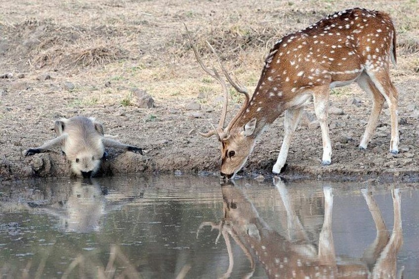 A deer drinking water from a pond with a reflection. 2