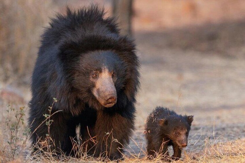 A large bear and a cub in a natural setting with dry grass and sparse vegetation. 3
