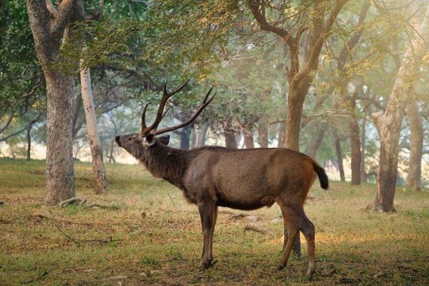 Golden Triangle & Ranthambore: 4-Day Private Tour from Delhi 2