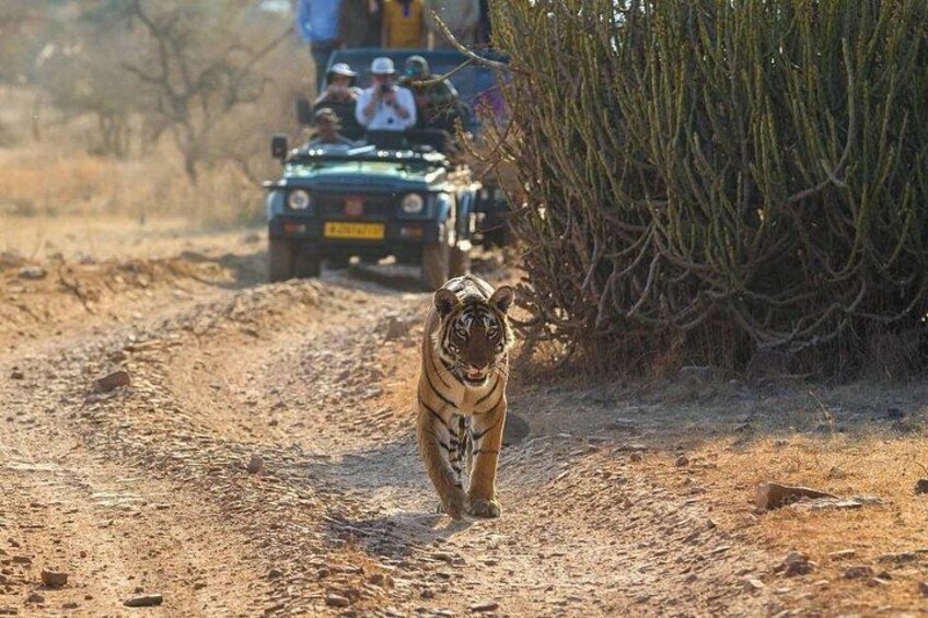 Golden Triangle & Ranthambore: 4-Day Private Tour from Delhi 2