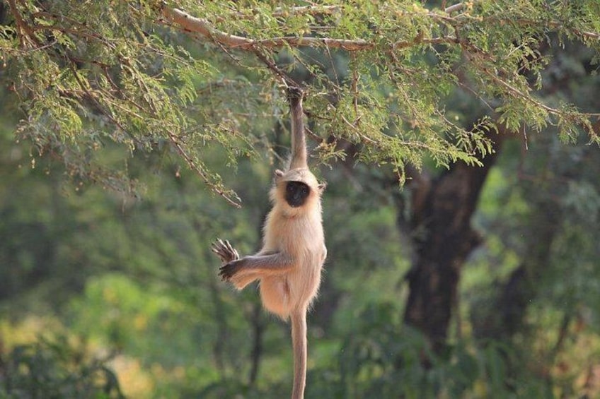 A monkey hanging from a tree branch in a forest. 3