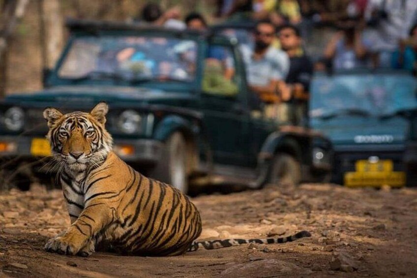A tiger sitting on the ground with a vehicle and people in the background. 1