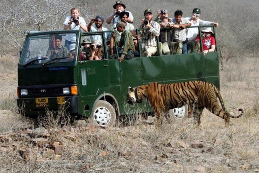 A green safari vehicle with passengers observing a tiger in a dry grassland. 4