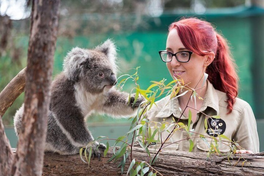 A koala interacting with a person in a natural setting. 3