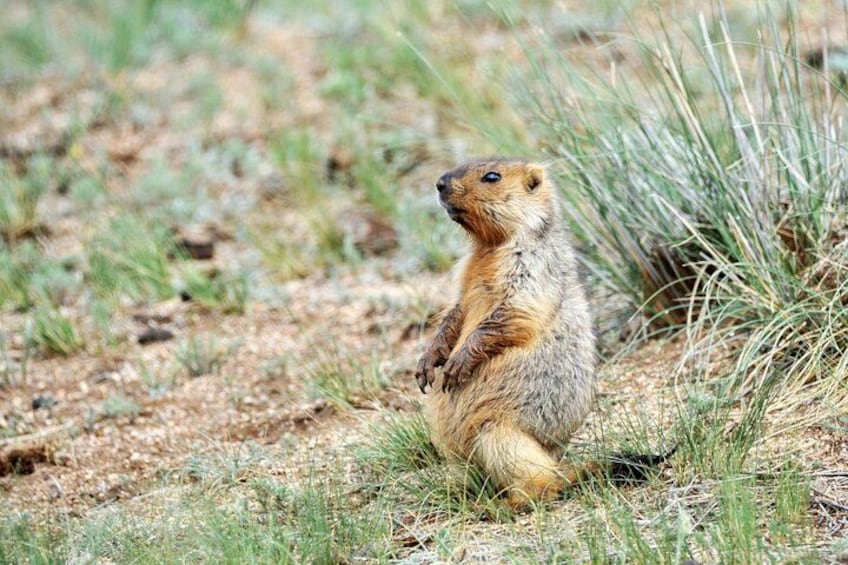 A prairie dog standing upright on a grassy field. 2