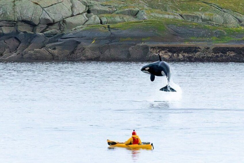A person kayaking on calm water with a dolphin jumping above them. 3