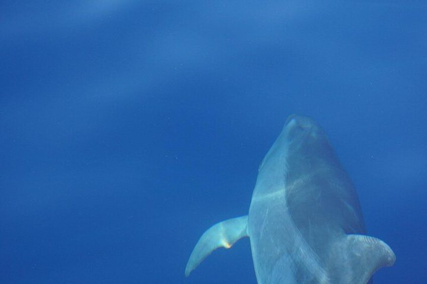 A large fish swimming in the ocean. 5