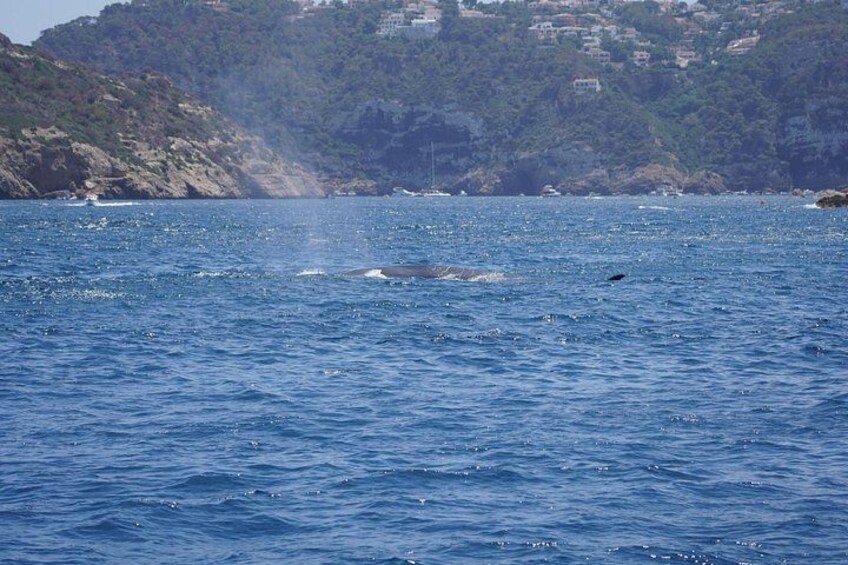 Small Group Dolphin Sunset Tour on Electric Sailing Boat Denia 5