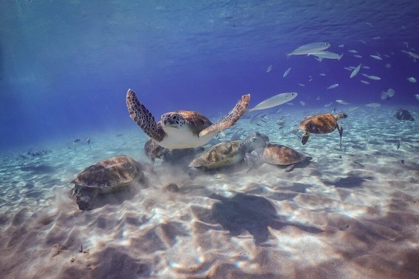 Snorkeling with Turtles 3