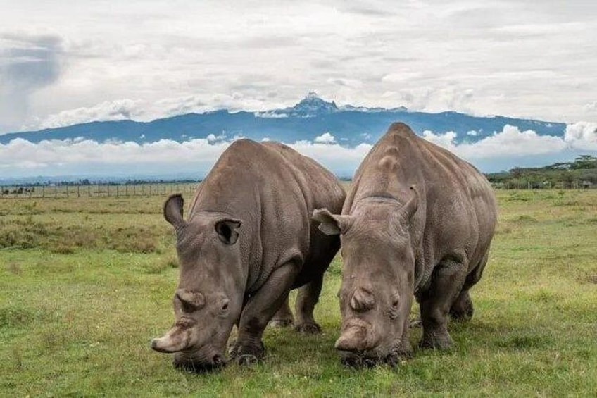 Two rhinos grazing in a grassy field with mountains in the background. 3