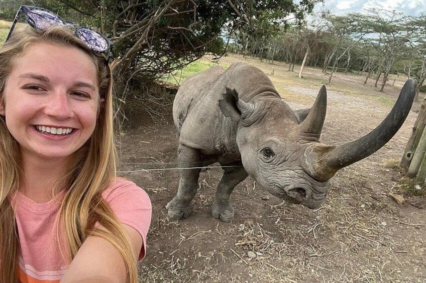 A person with a rhinoceros in a fenced enclosure. 2