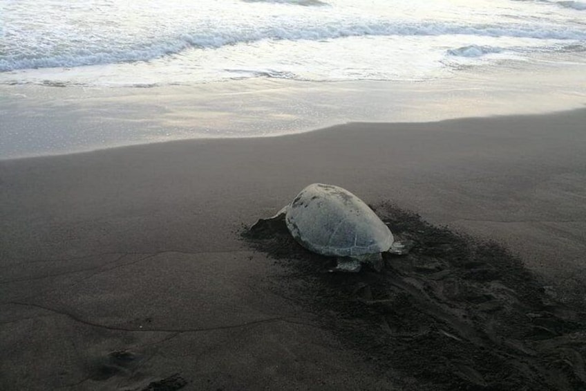 En sköldpadda på en sandstrand med vågor i bakgrunden. 3