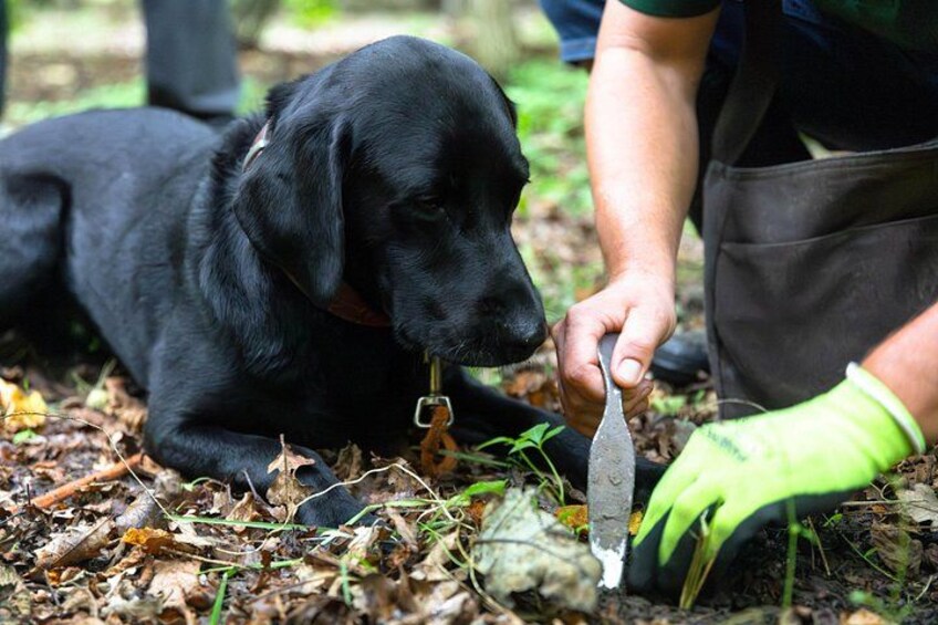 A black dog lying on the ground with a person holding a tool near it. 5
