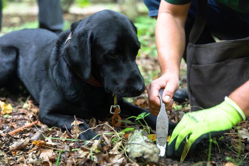 Exclusive Truffle Hunting Experience with Gourmet Lunch 2