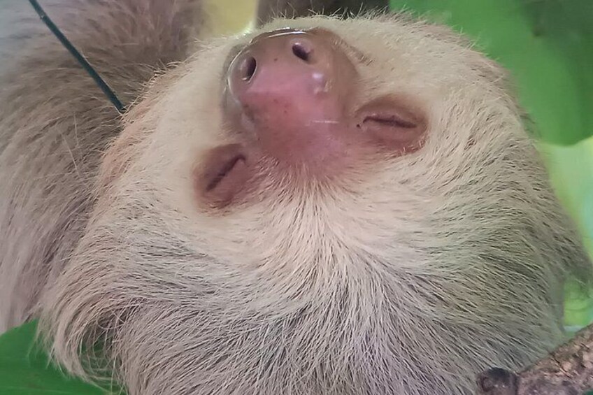 A sloth resting on a branch. 4