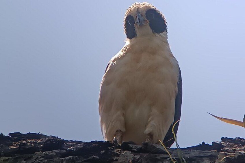 A bird perched on a rocky surface. 2
