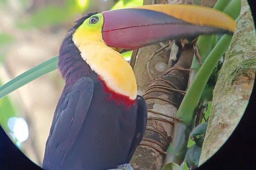 A toucan with a large beak, yellow and red feathers, and a dark body. 5