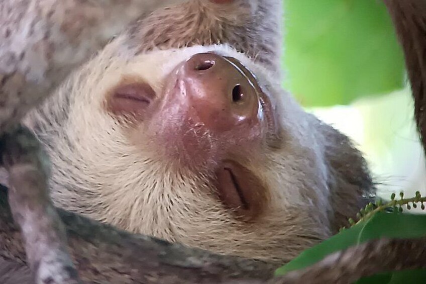 A sloth hanging from a tree branch. 1