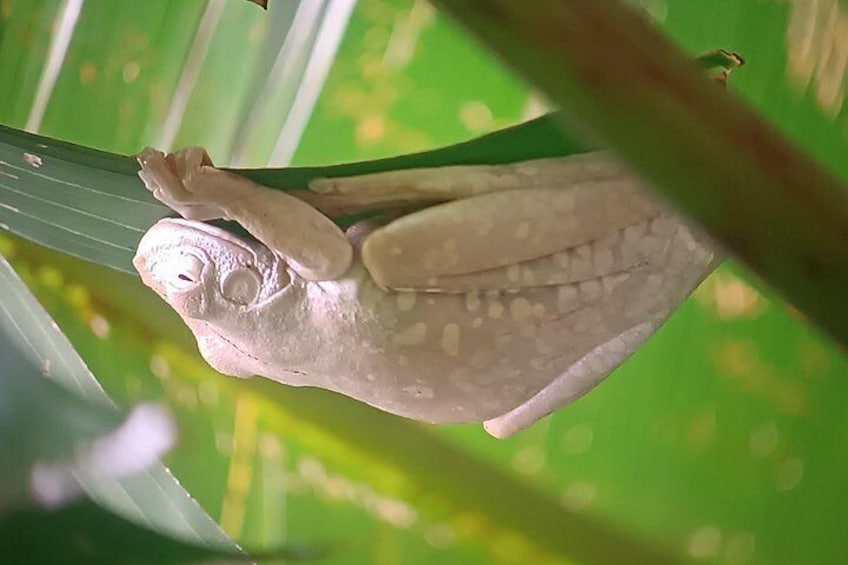 A frog clinging to a green leaf. 3