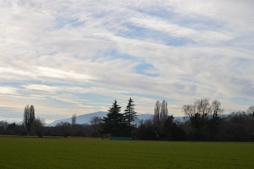 A grassy field with trees and a mountain in the background. 2