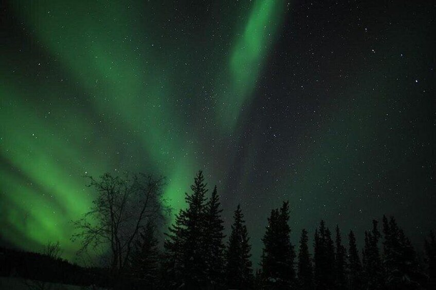 The Northern Lights over a forest. 3