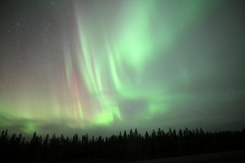 The Northern Lights over a forested landscape. 2