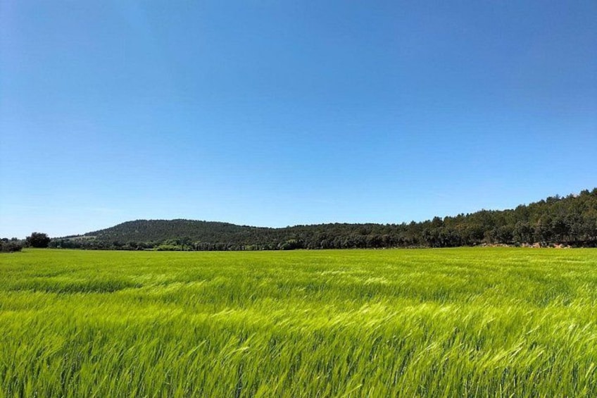 Et stort grønt område med en klar blå himmel og en bakke i det fjerne. 3