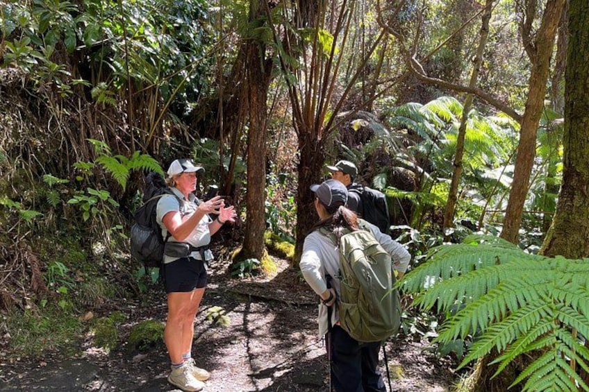 Two people hiking in a forested area with dense foliage and trees. 3