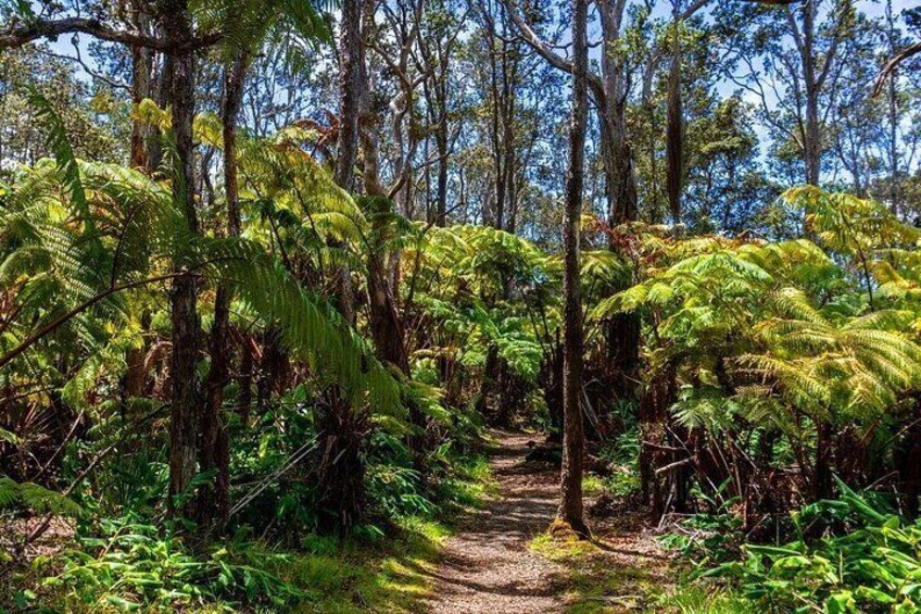 A forest path surrounded by ferns and trees. 2