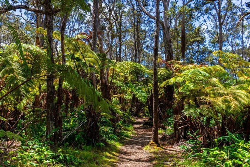 A forest path surrounded by dense ferns and trees. 2
