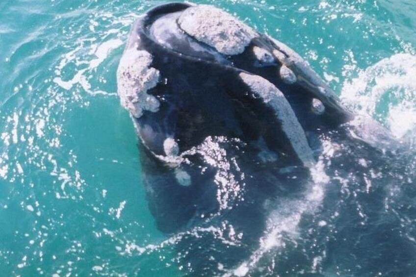 Whale Watching Hermanus: 3