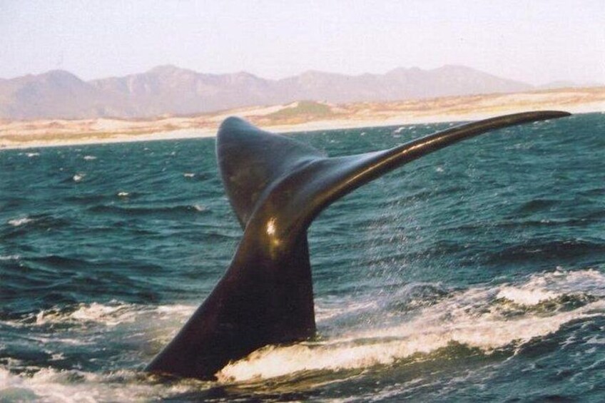 Whale Watching Hermanus: 2