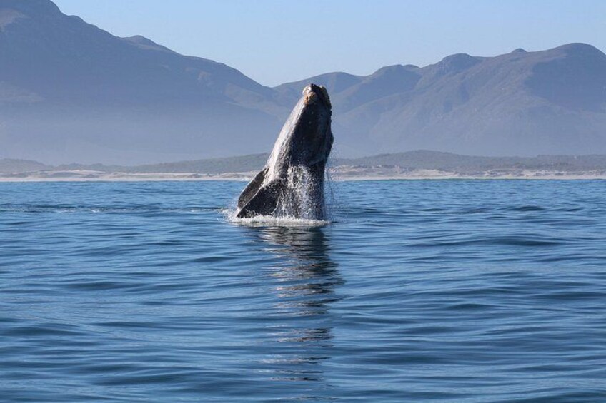 Un'orca che esce dalla superficie dell'oceano, con montagne sullo sfondo. 2