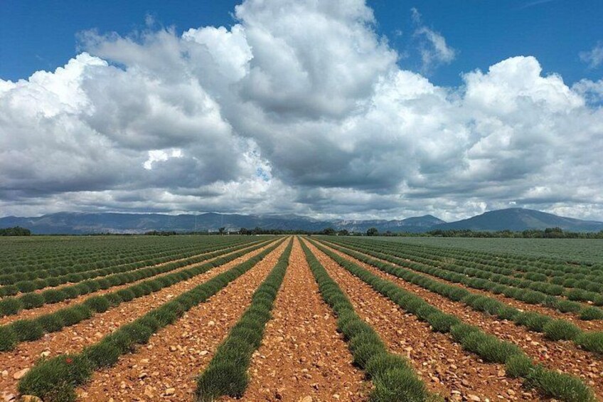 A vast agricultural field with rows of crops under a cloudy sky. 5