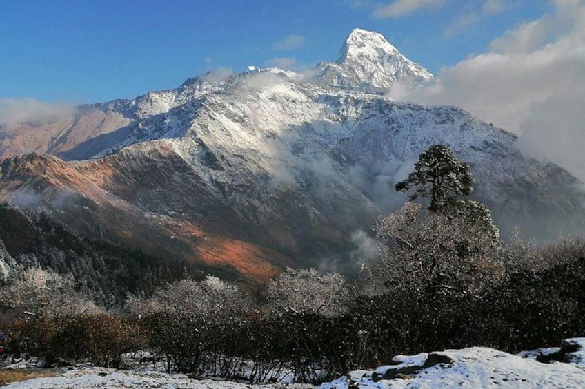 A snow-covered mountain peak with a clear sky and a solitary tree in the foreground. 1