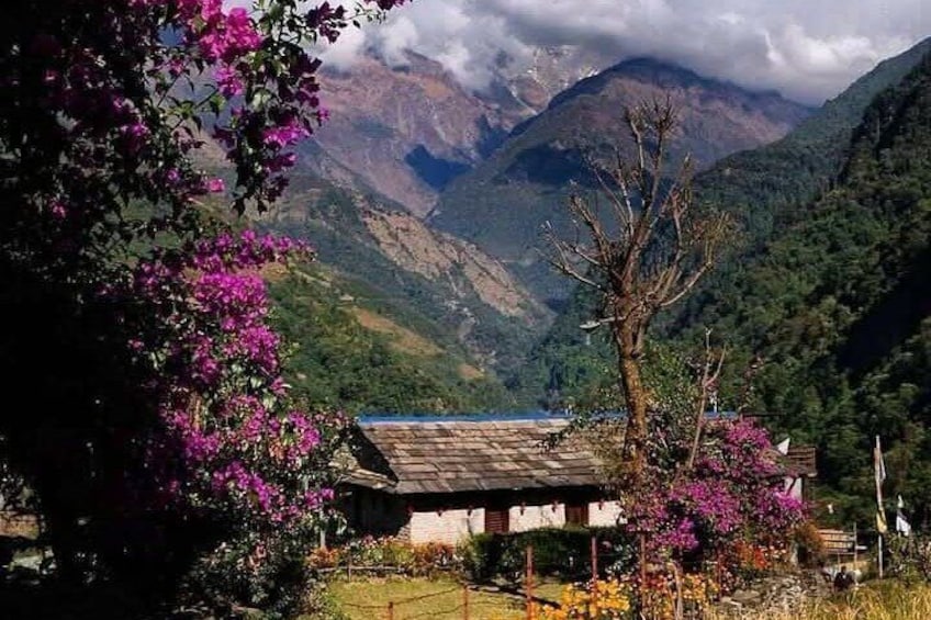 Una casa rural con techo de paja rodeada de vibrantes flores rosas y un paisaje montañoso al fondo. 4