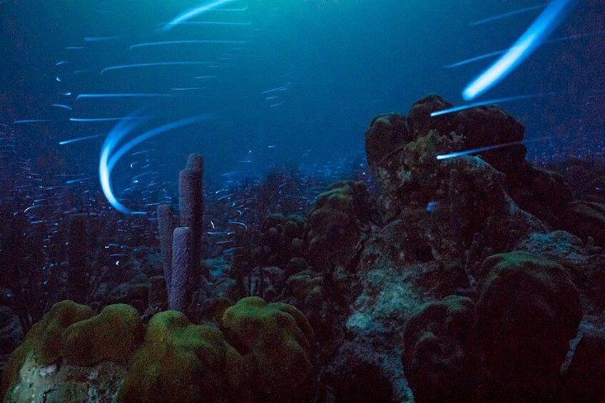Bioluminescent Night Snorkeling 1